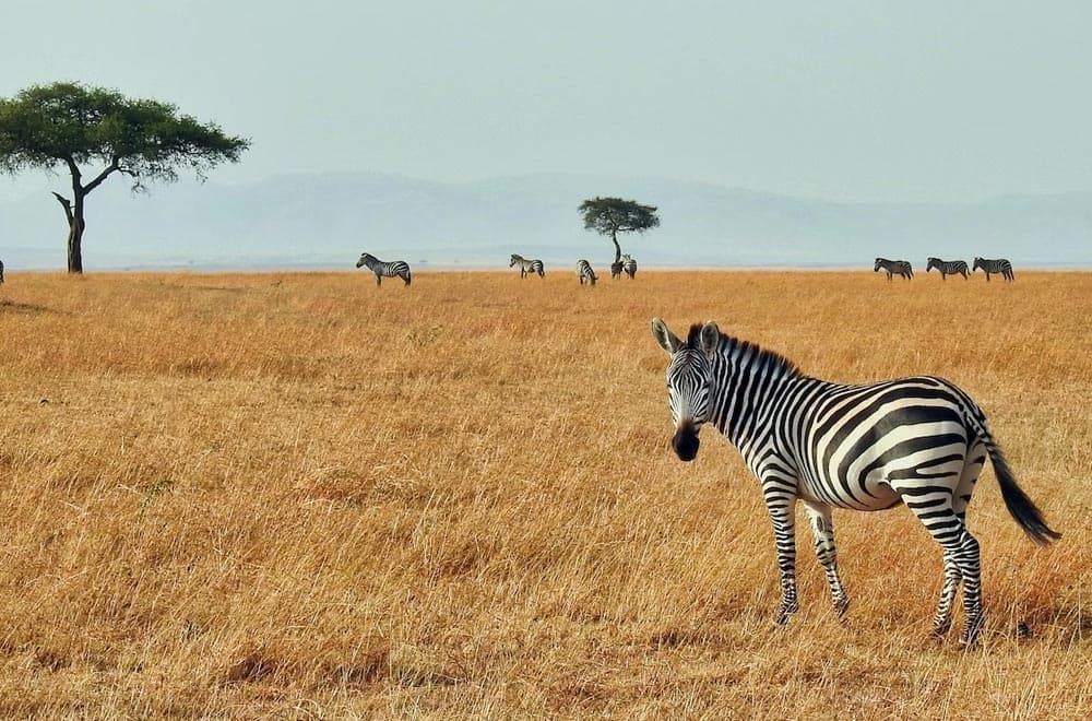 How to Invest in Kenya for American Citizens