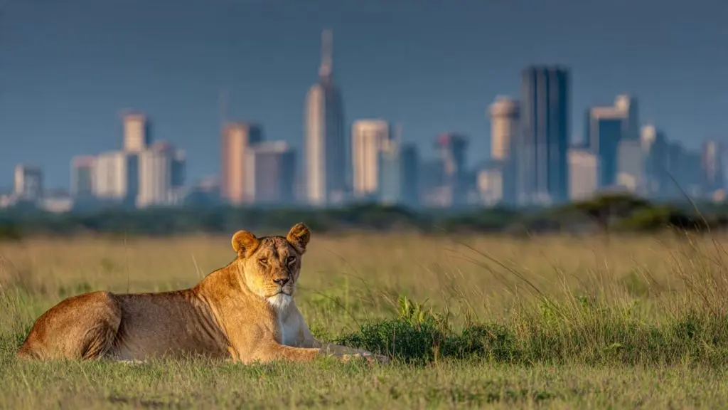 Nairobi is the only capital city in the world with a national park on its doorstep, offering quick escapes for busy executives.