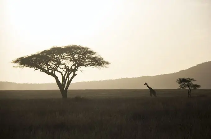 Immigration News from Africa: July 2023