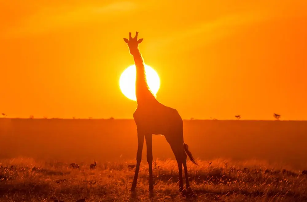 Qualification-and-Eligibility-Requirements-for-a-Business-Investment-Visa-in-Kenya