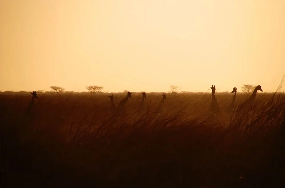 Immigration News from Africa June 2023