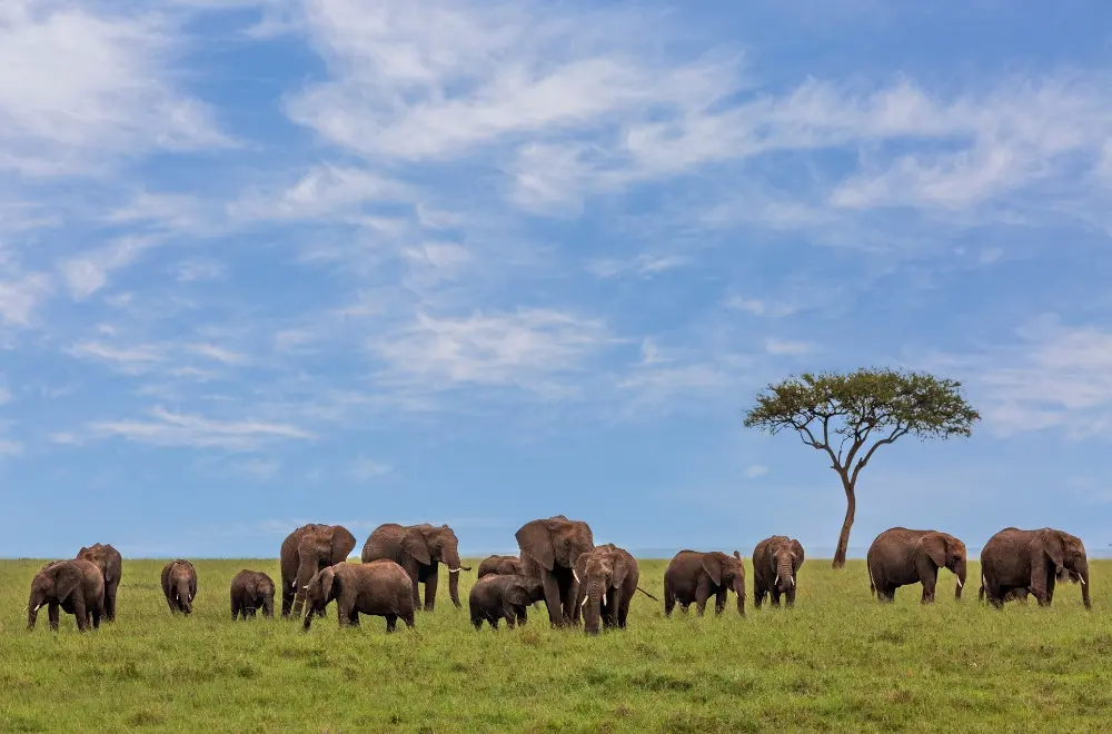Understanding Kenya’s Alien ID