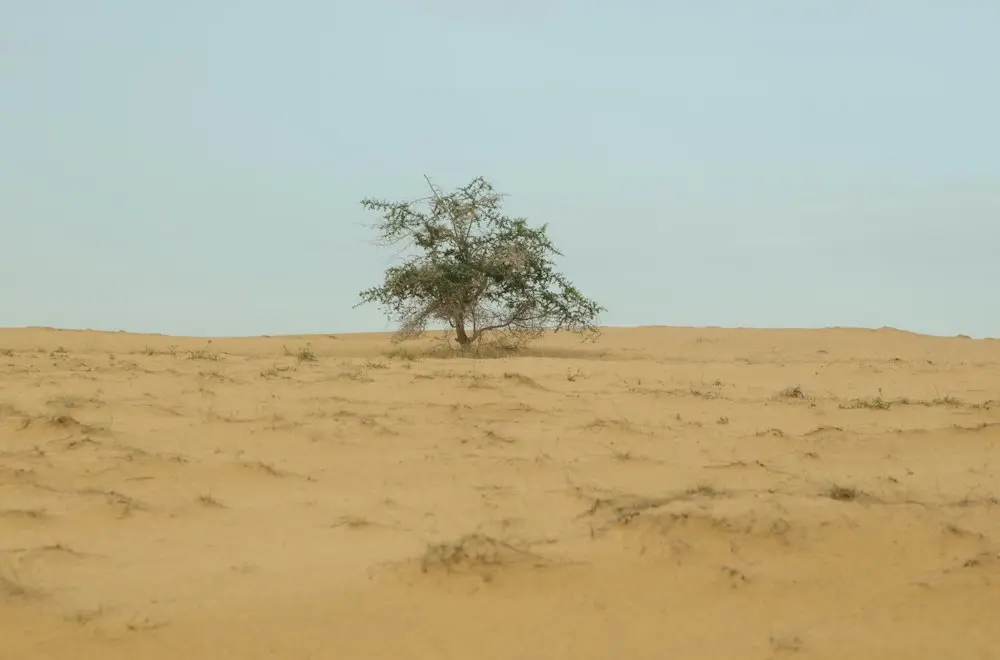 How to Apply for a Long-Term Senegalese Work Permit