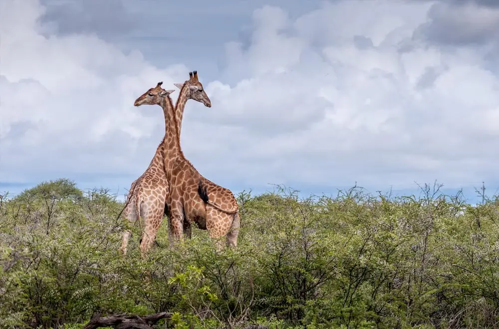 08 Renewing Your Long Term Work Visa in Namibia Everything You Need to Know