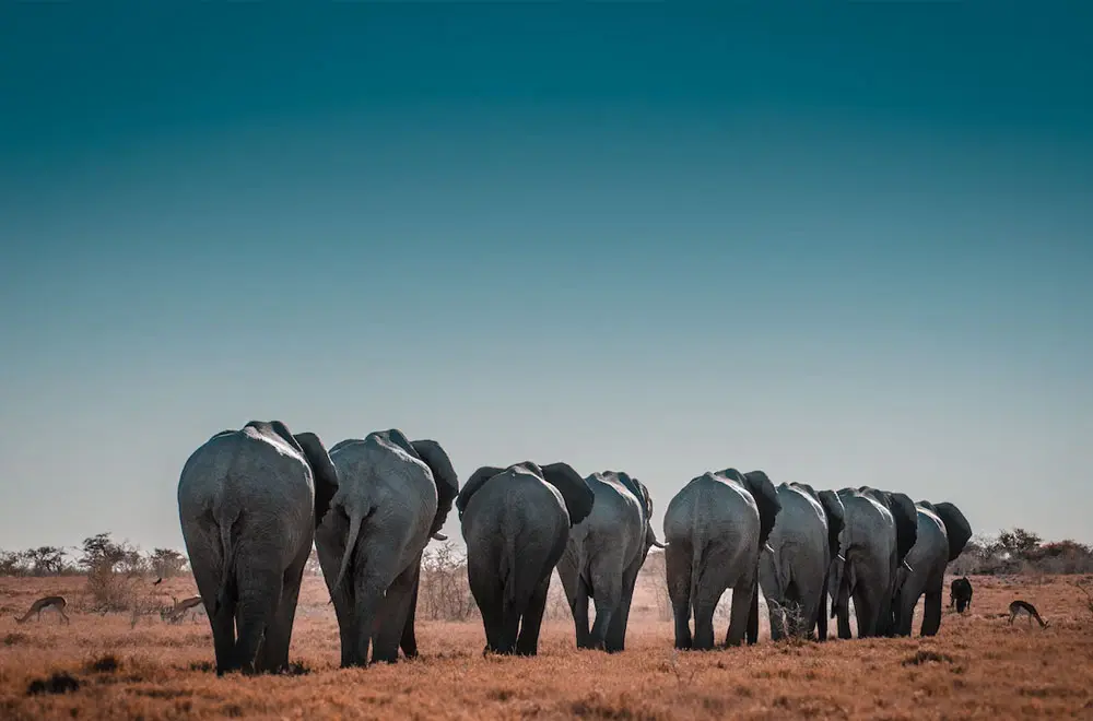 04 How to Apply for a Long Term Work Visa in Namibia Step by Step Guide