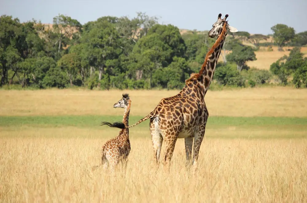 Educational Opportunities in Kenya: The Importance of a Student Pass