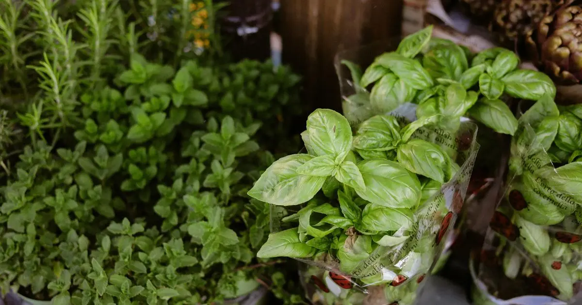 If You Only Grow a Few Herbs, Start Here