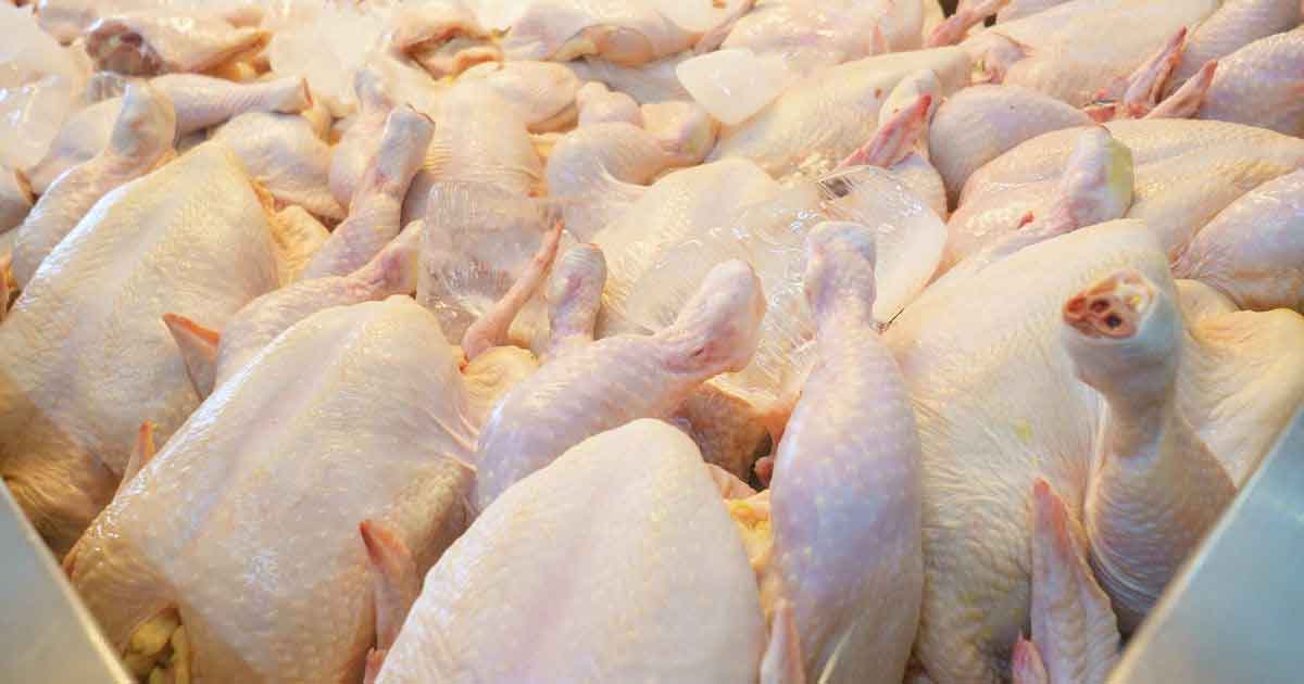 Why Today’s Chicken Isn’t the Same as It Used to Be