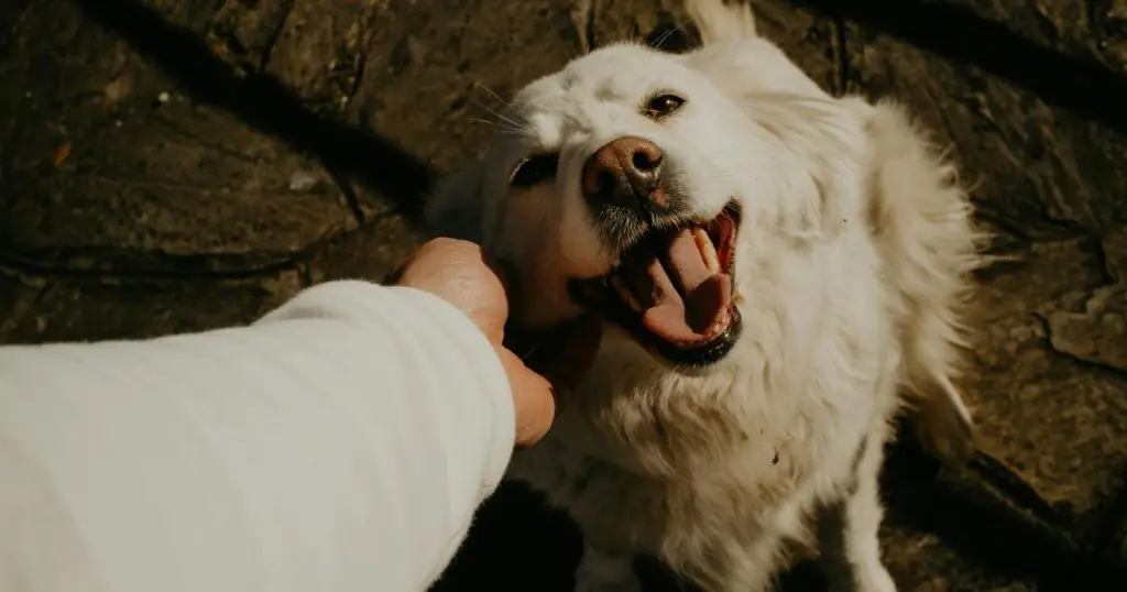 Rethinking Everyday Pet Care