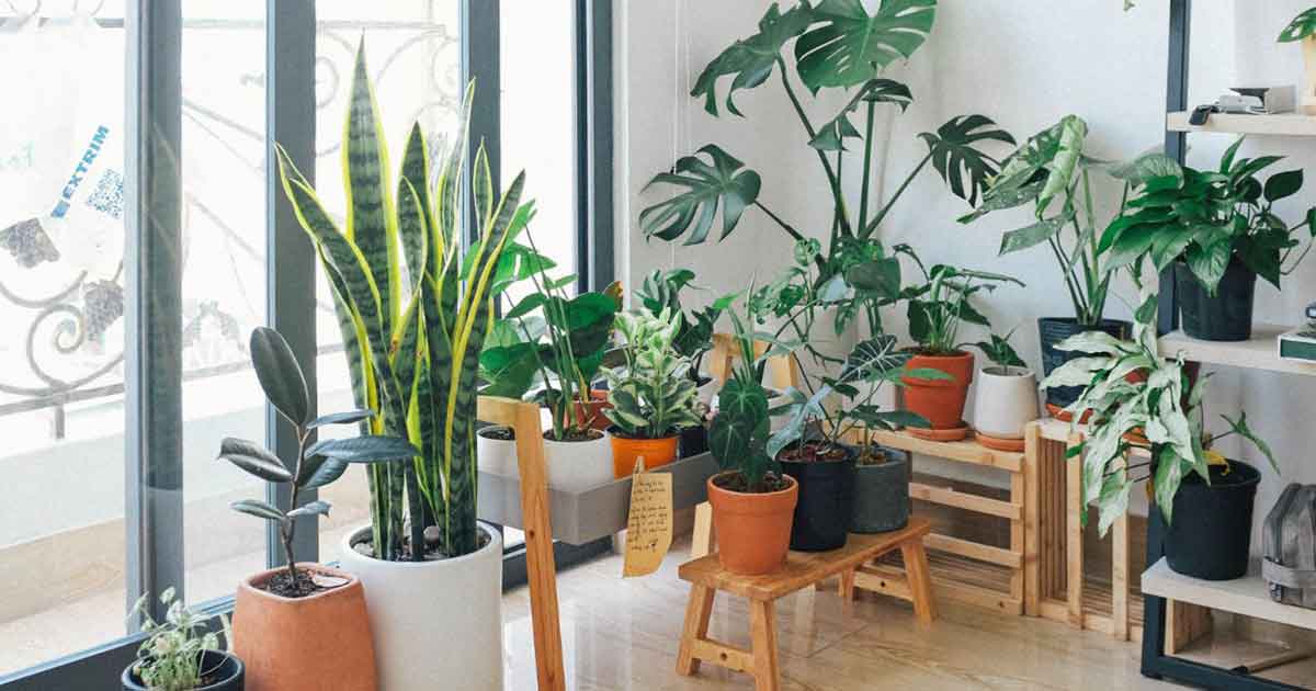 3 Houseplants That Actually Help Clean Your Indoor Air