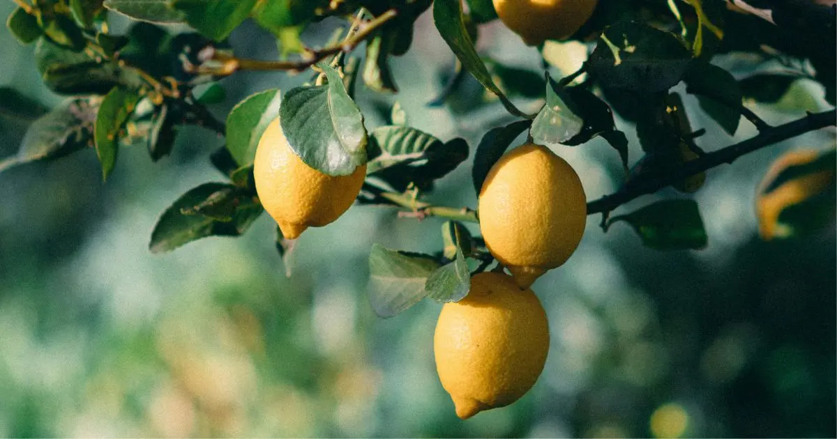Stop Squeezing Lemons: A Smarter Way to Use the Whole Fruit