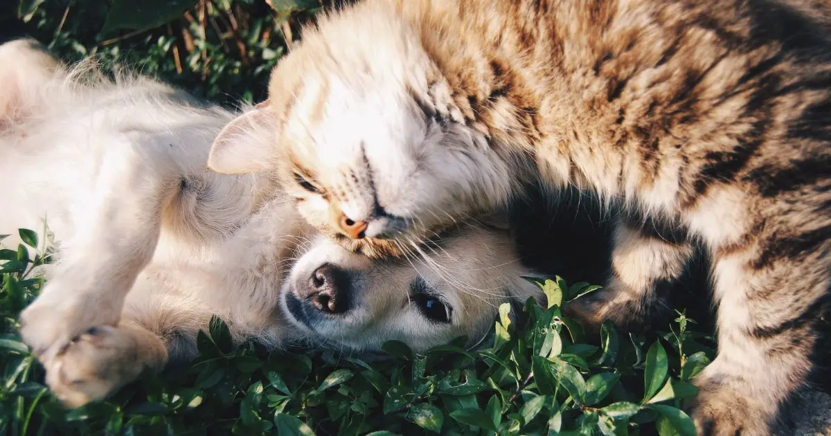 Non-Toxic Pet Care: 7 Simple Ways to Reduce Everyday Exposures