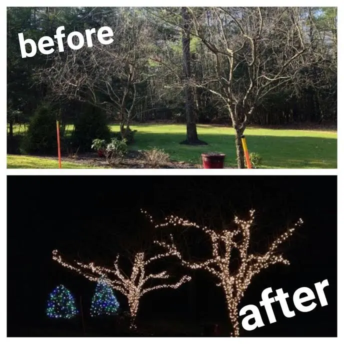 picture before and after of trees branched wrapped with lights for the holidays