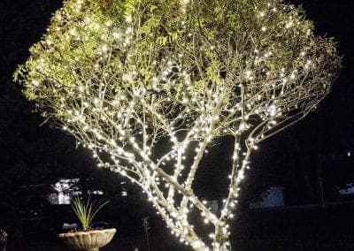 The most beautiful branch wrapped tree in the history of Christmas light installation