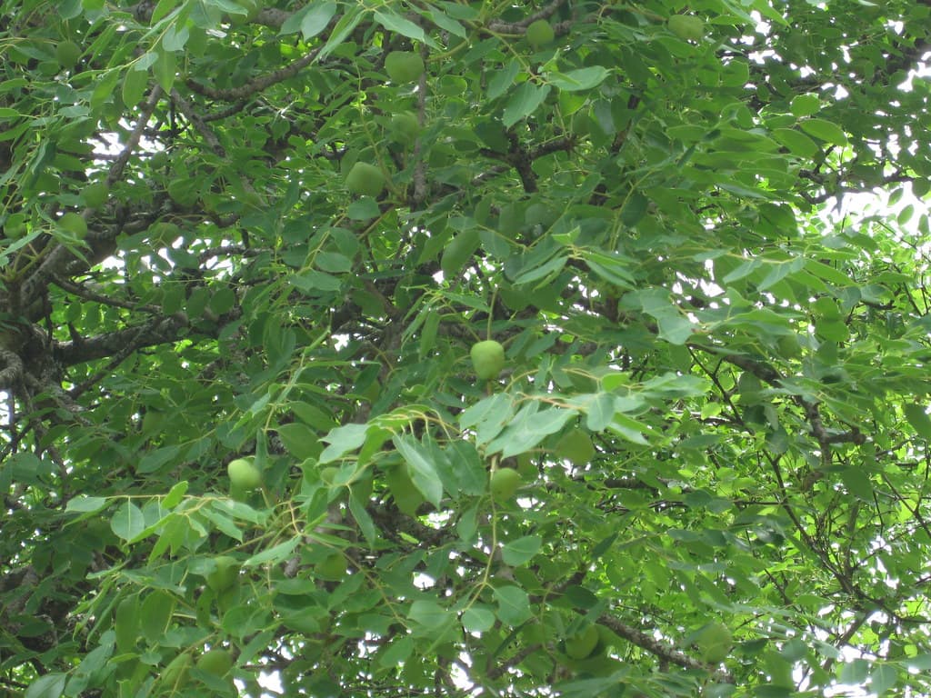 Green unripe marula fruits growing among leaves on a marula tree