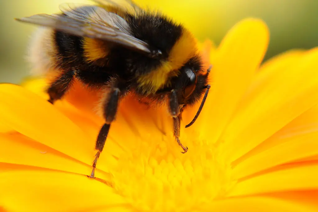 Bumblebee resting on a bright yellow calendula flower