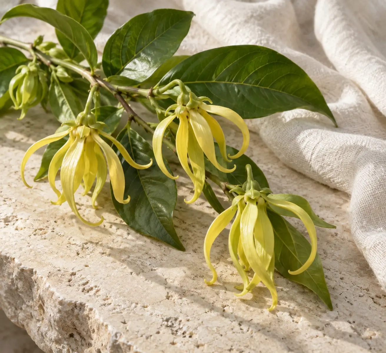 Pale yellow ylang-ylang flowers and green leaves on warm limestone beside ivory linen