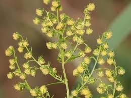 Wormwood1