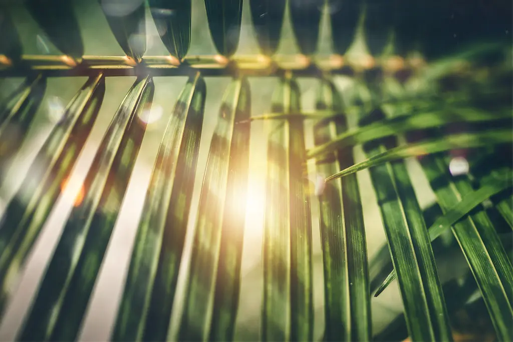 Warm summer sunlight shining through green palm leaves