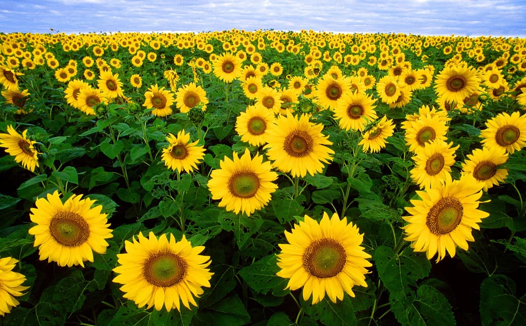 Field of bright yellow sunflowers under a blue sky