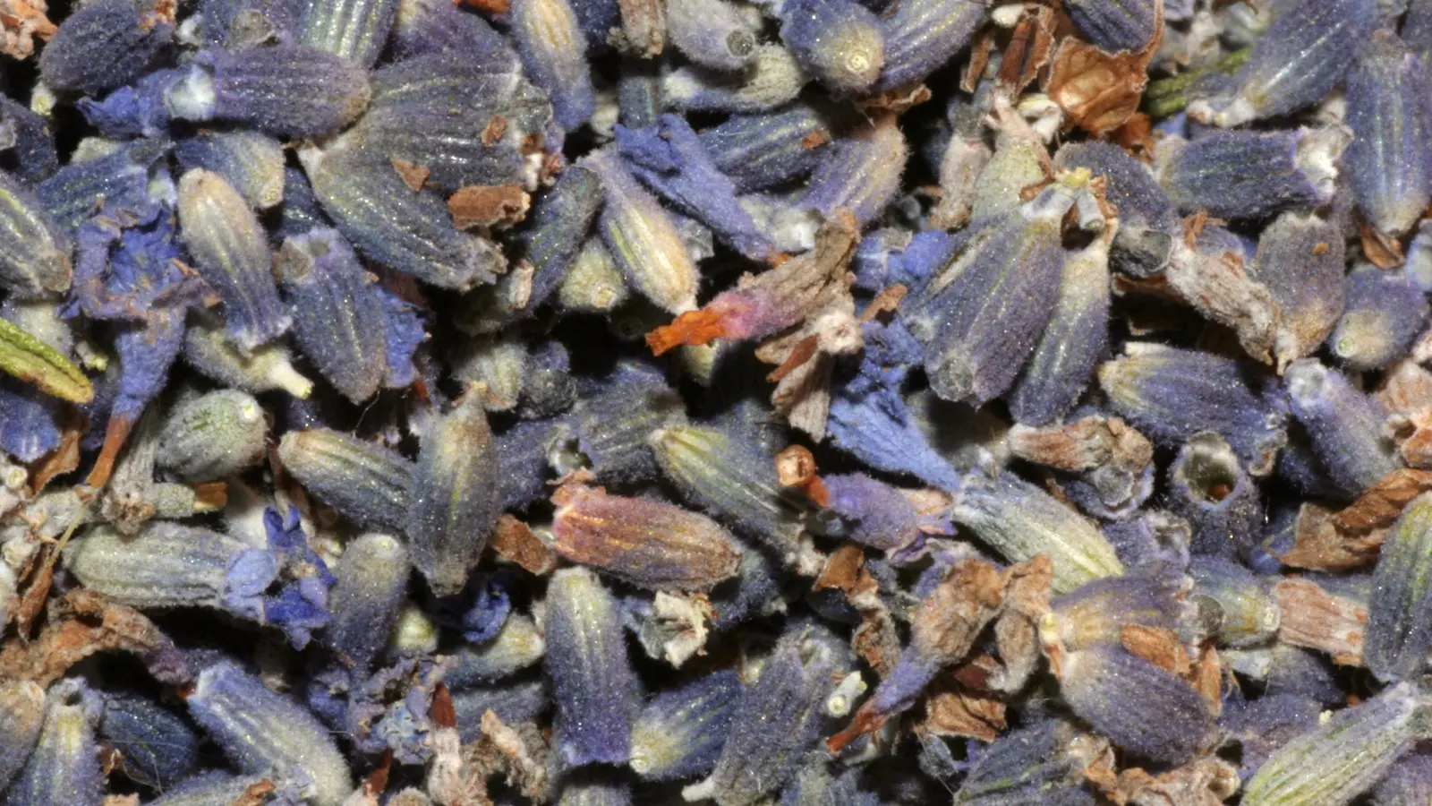 Close-up photograph of dried lavender botanicals