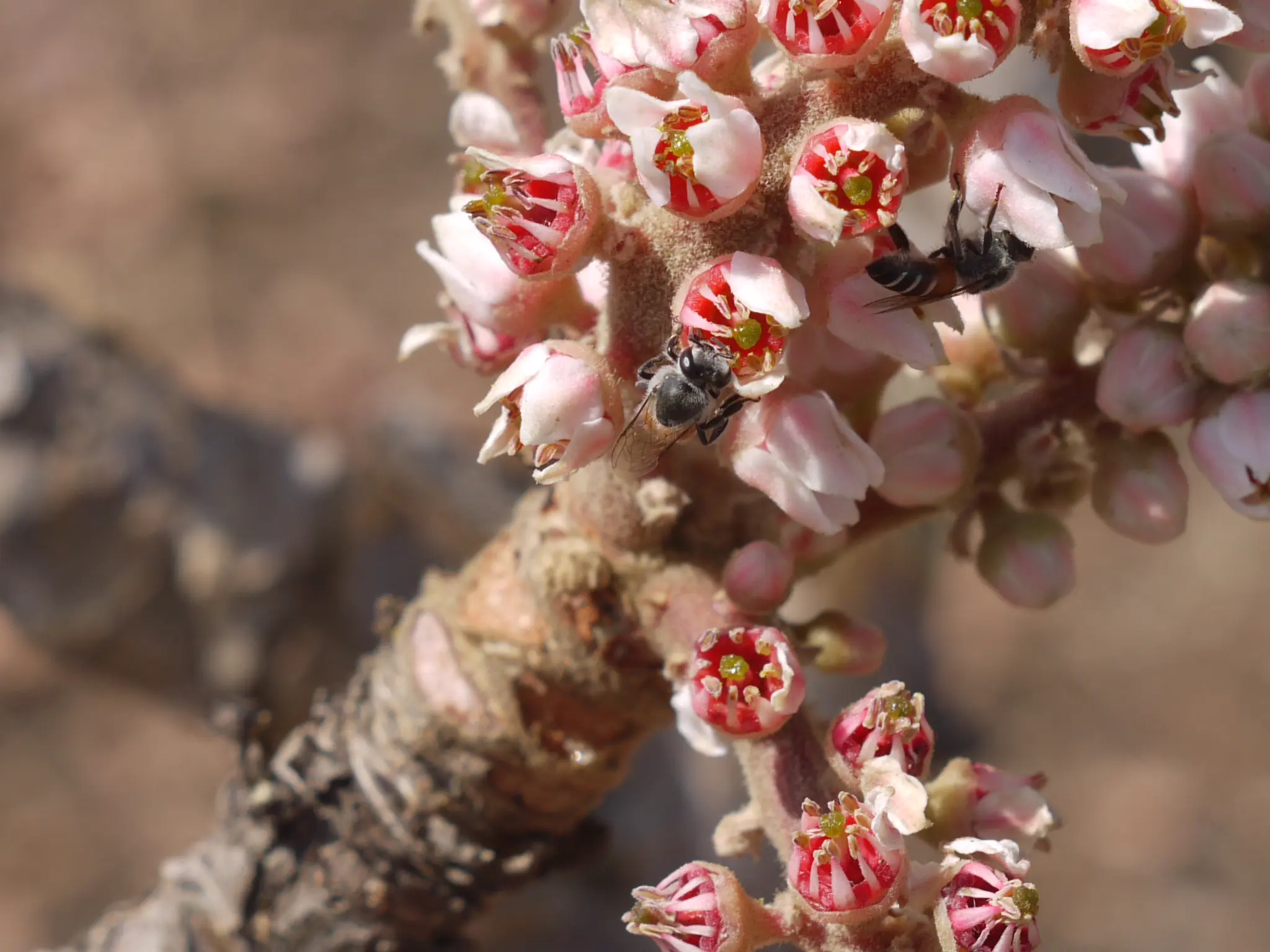Pink and white Boswellia serrata flowers on the tree that produces frankincense resin