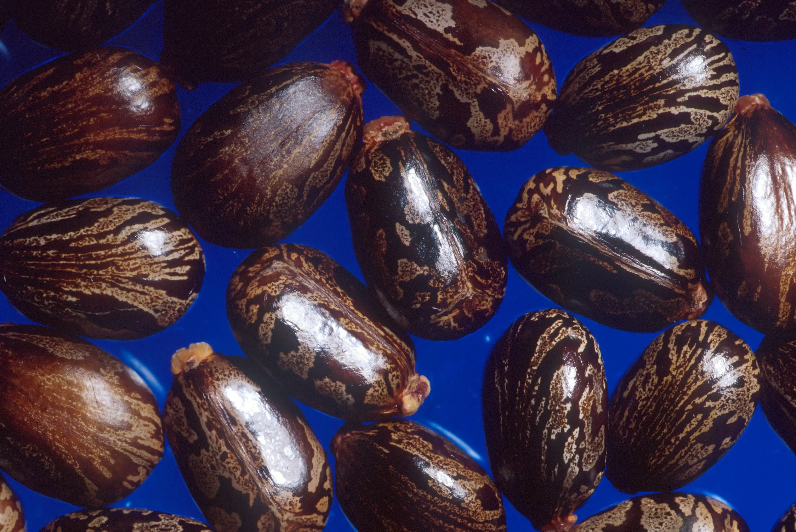 Castor beans photographed as a natural ingredient reference