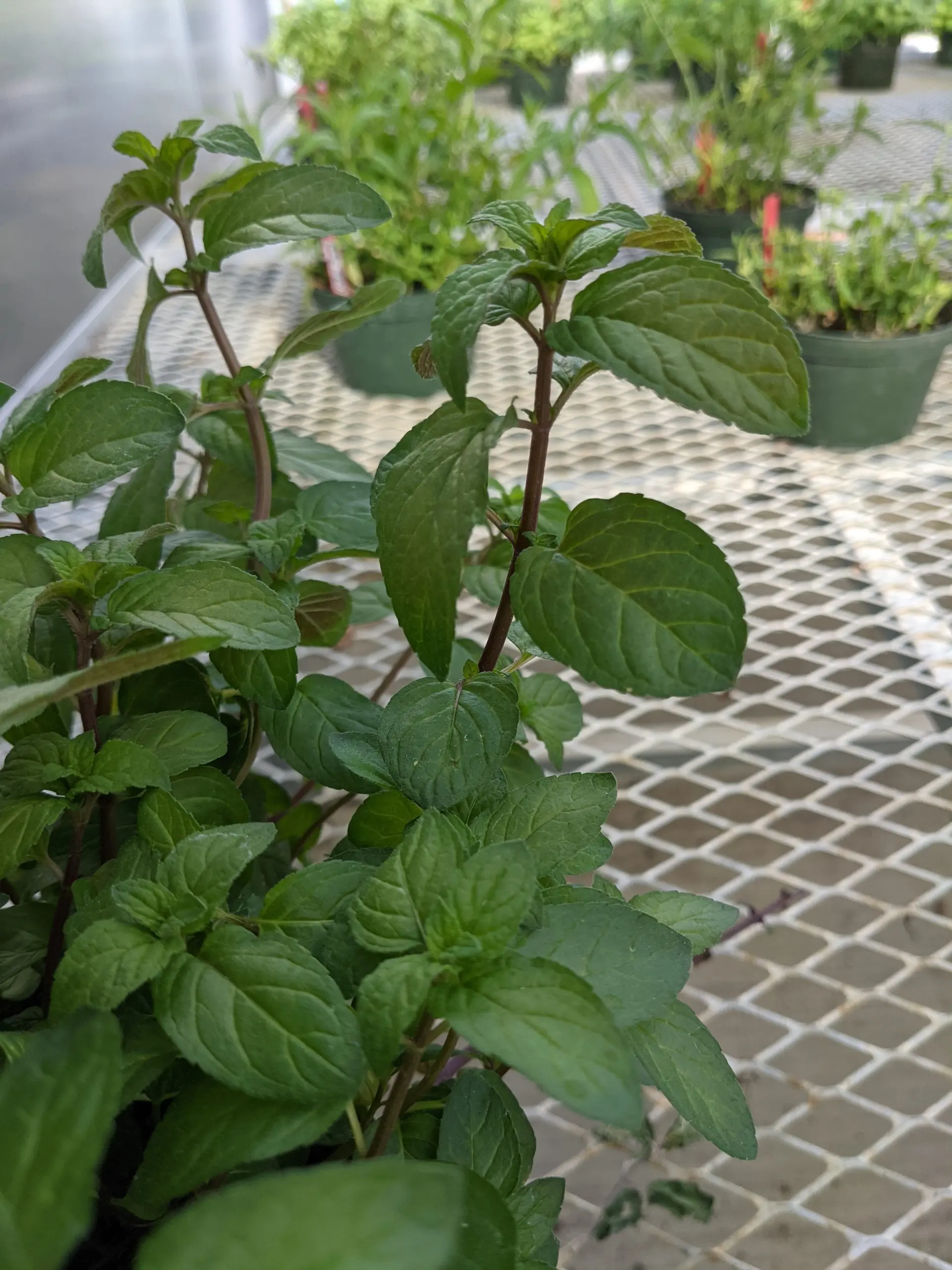 Fresh peppermint plant leaves in natural light