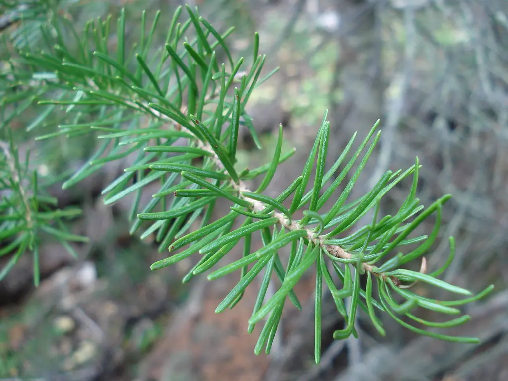 Close-up photograph of green fir needles on a branch against a softly blurred woodland background