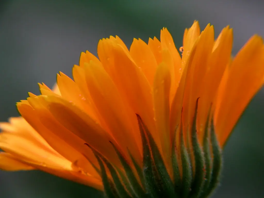 Close-up orange calendula flower representing botanical ingredients in handmade soap