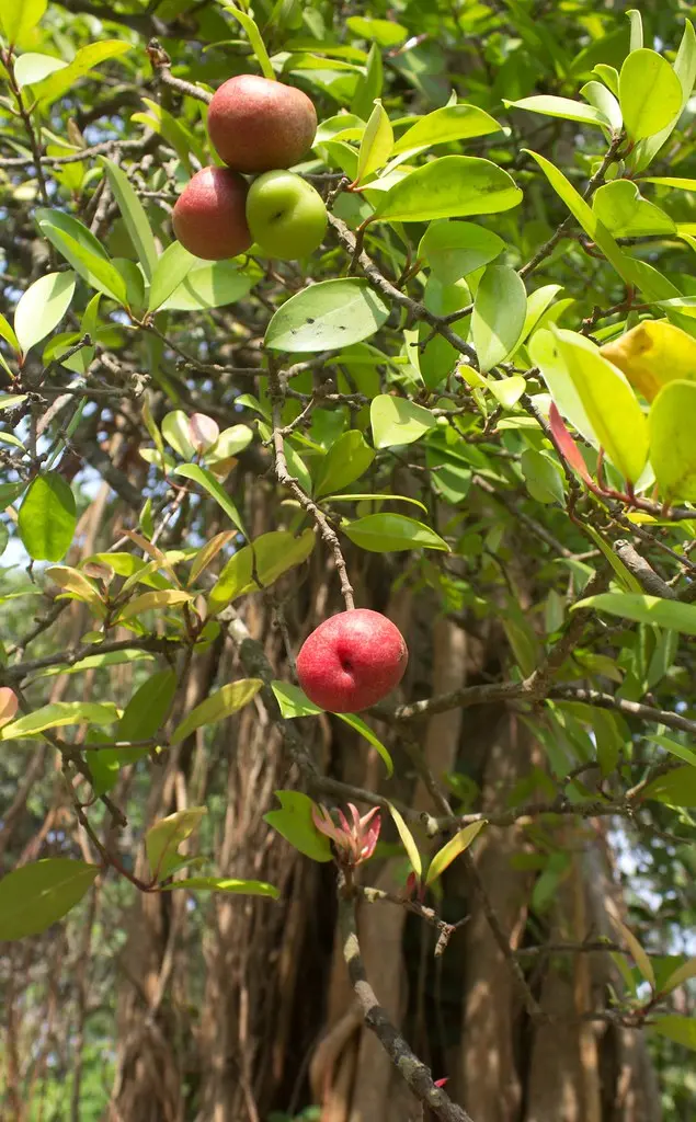 Red and green kokum fruit growing among sunlit leaves on a tree