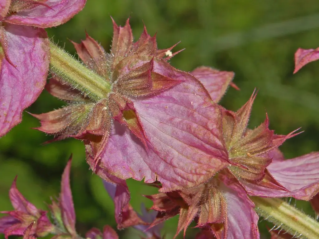 Pink-purple clary sage bracts and textured stems against a green garden background