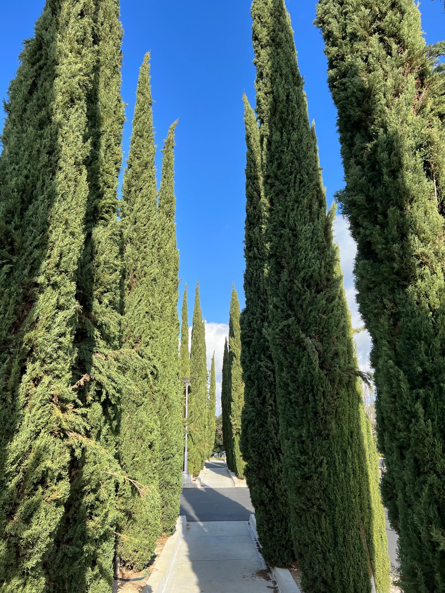 Tall green Mediterranean cypress trees beside a path under a blue sky