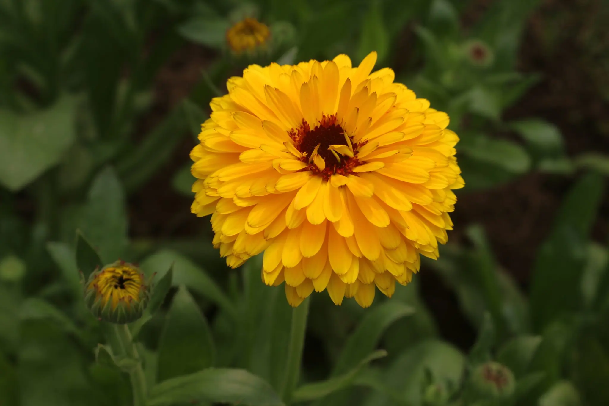 Bright yellow calendula flower for a plant-forward waterless beauty guide