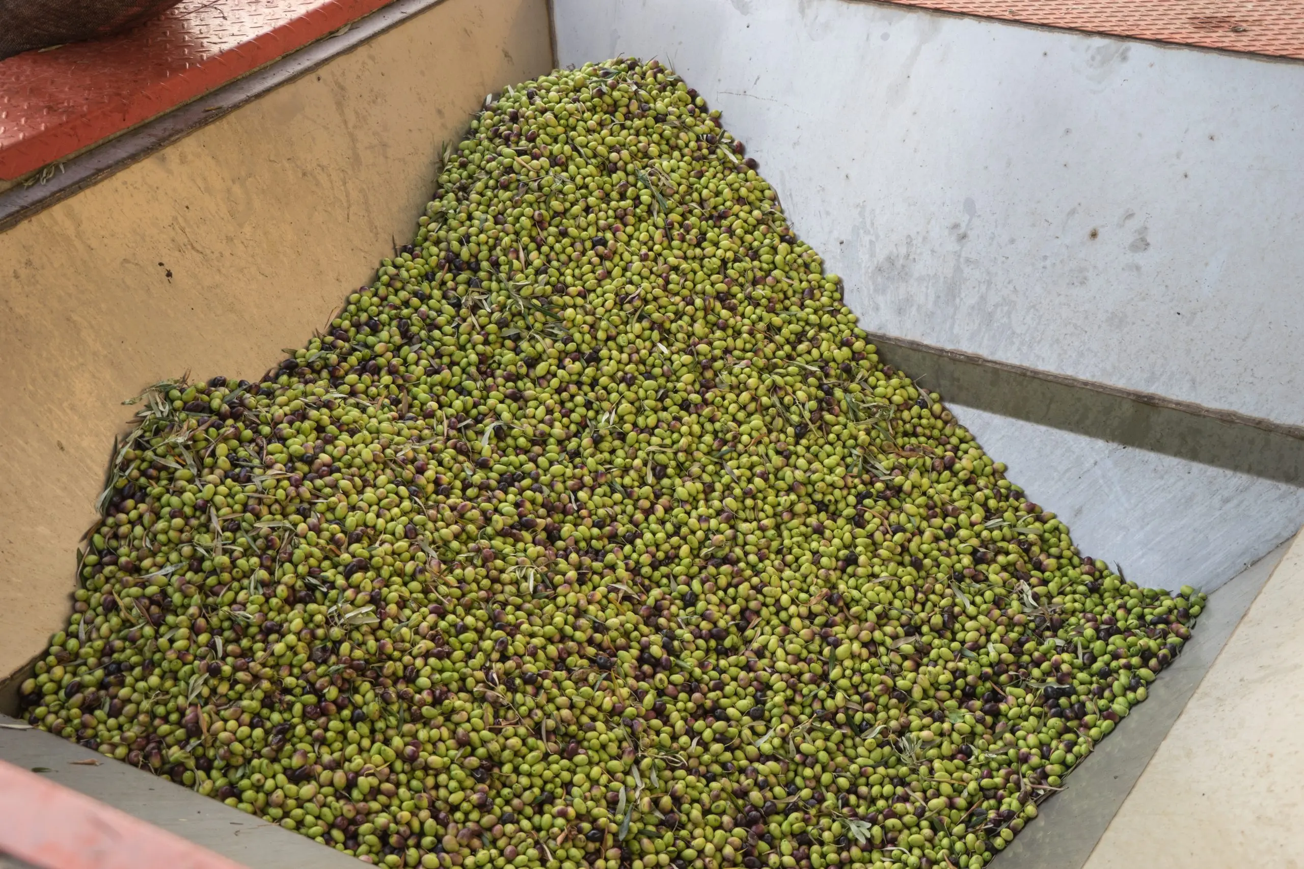 Fresh olives ready for pressing into olive oil