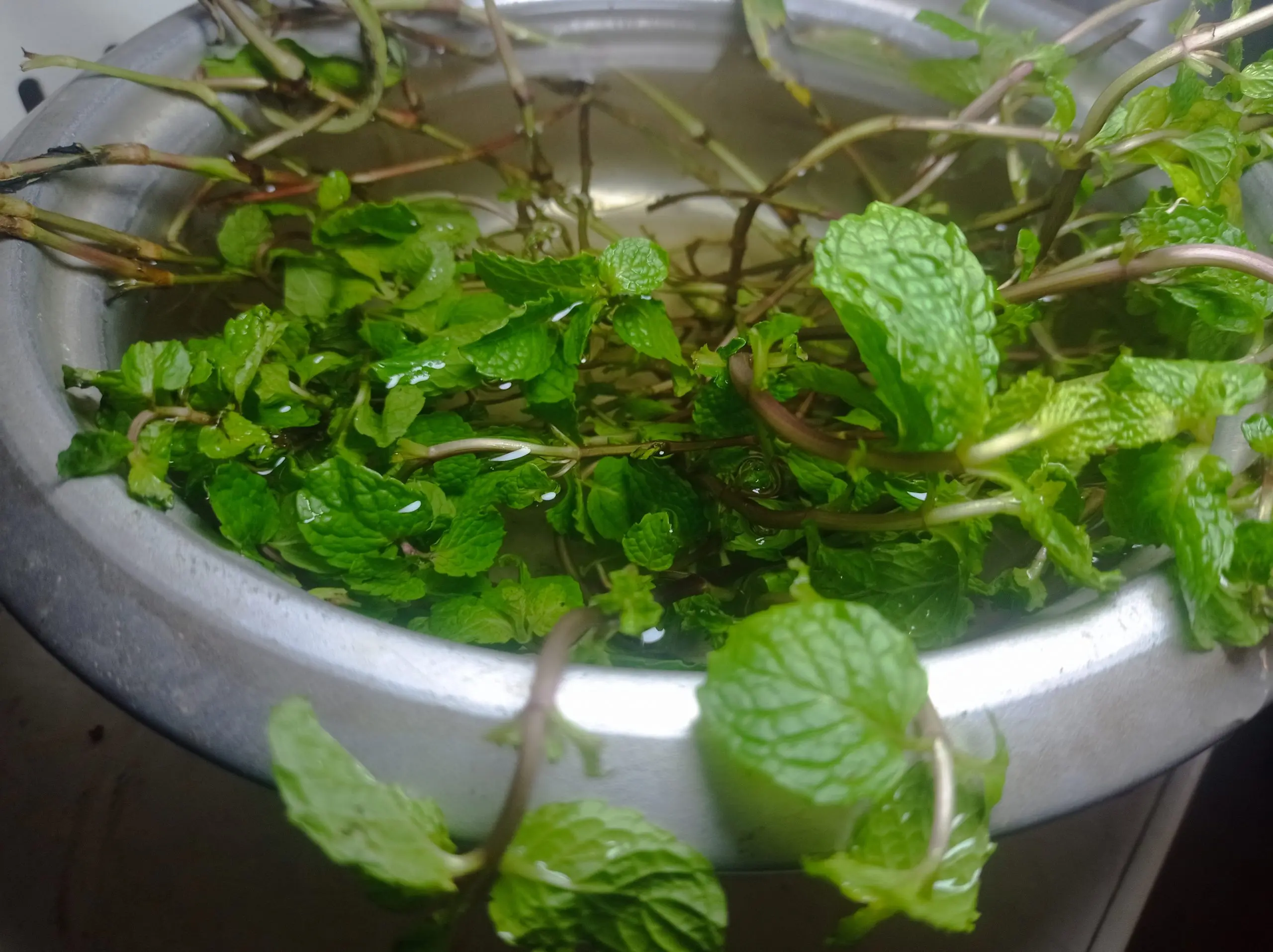 Fresh mint leaves photographed in natural light