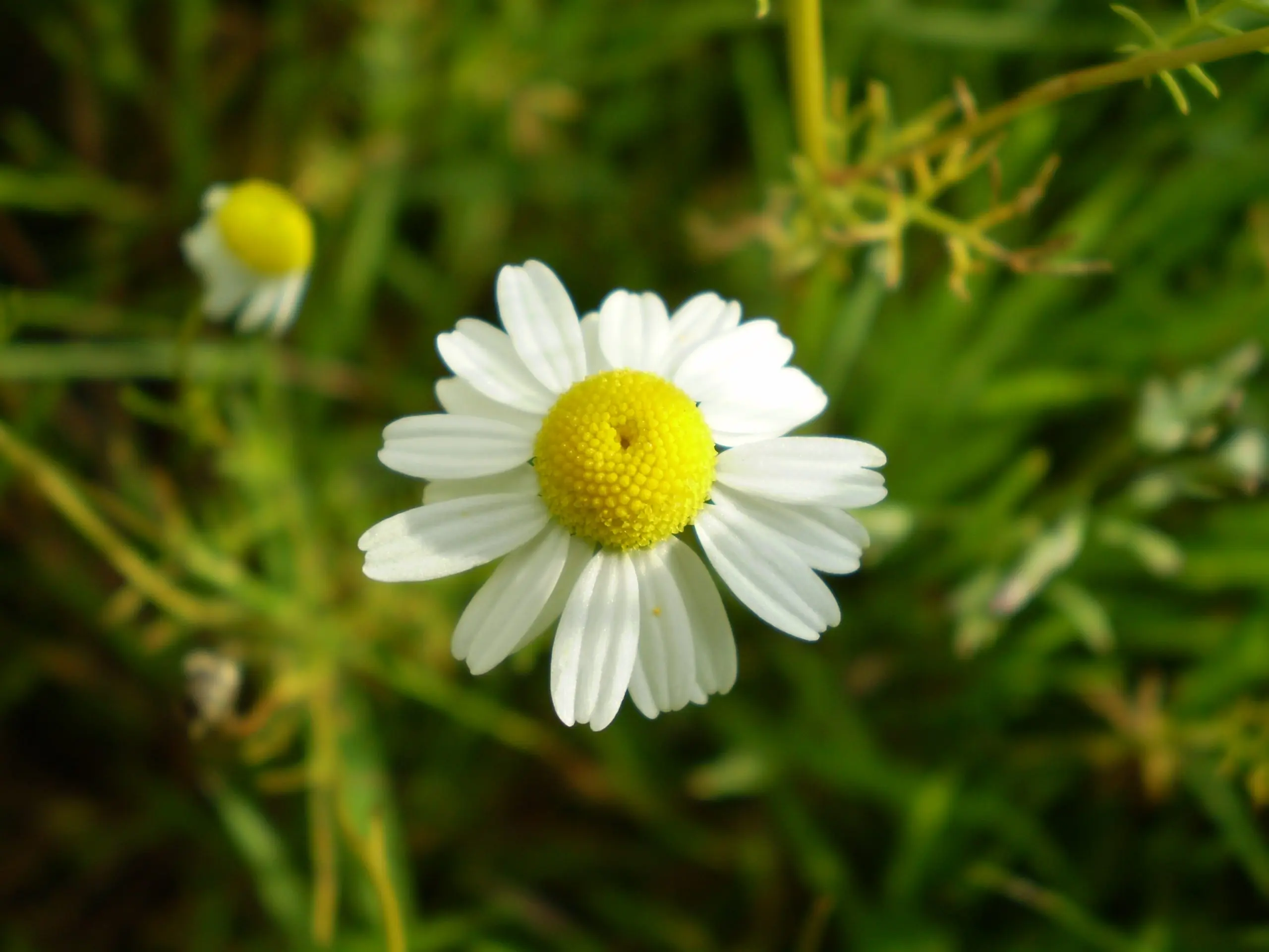 Close-up photo of chamomile flowers in soft green light