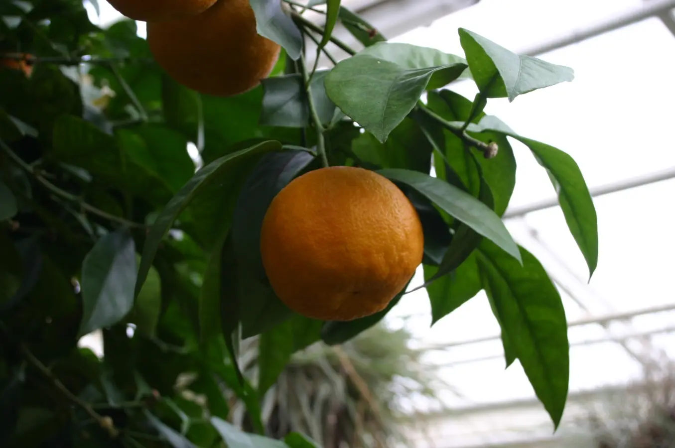 Bitter orange fruit surrounded by green leaves and branches