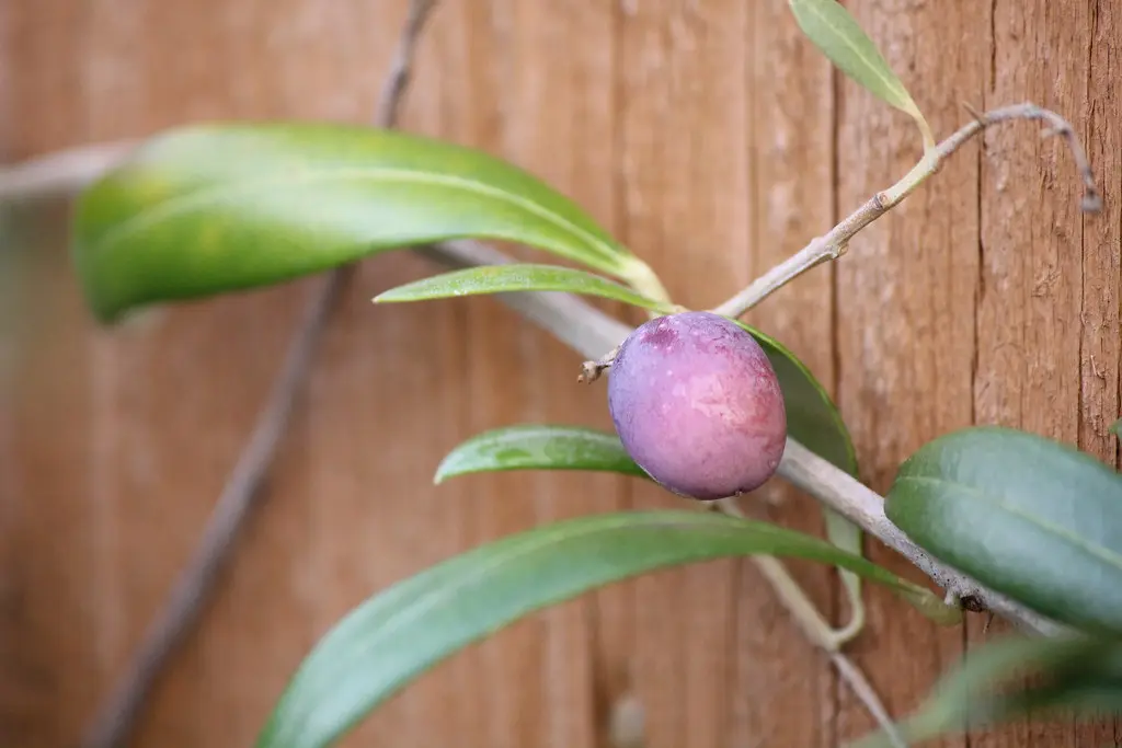 Purple olive and green leaves on a branch against a wooden background