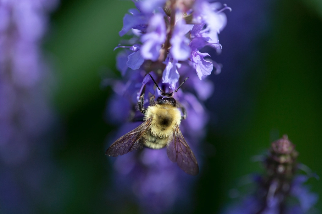 Close-up of lavender flowers with a bee in soft natural light