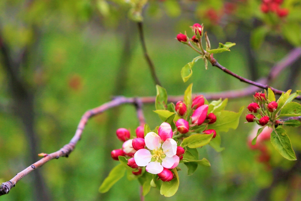 Apple blossom branch with soft pink blooms in natural summer light