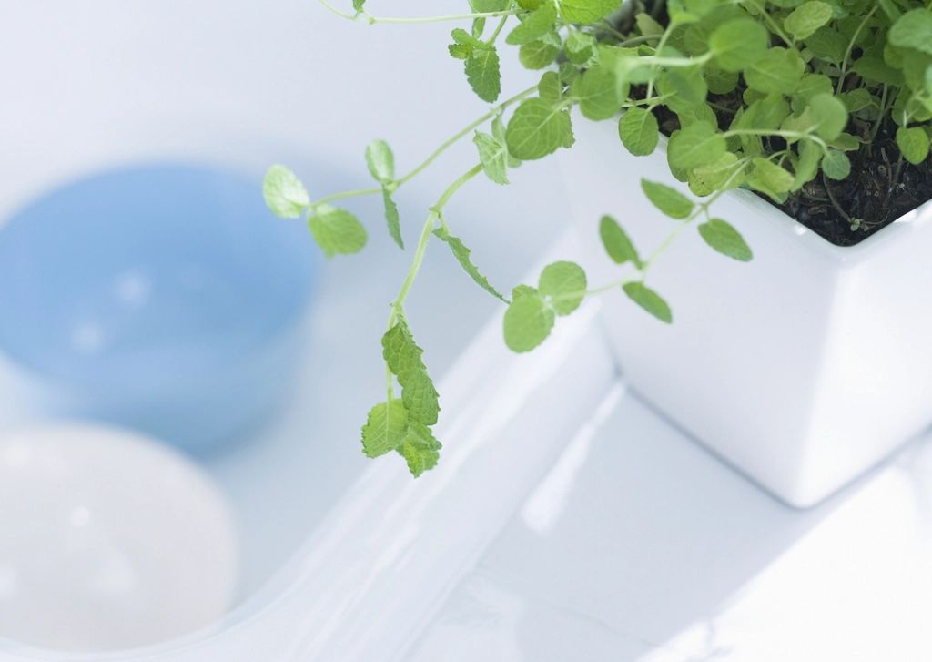 Fresh green plant in a bright bathroom for a simple handmade soap routine