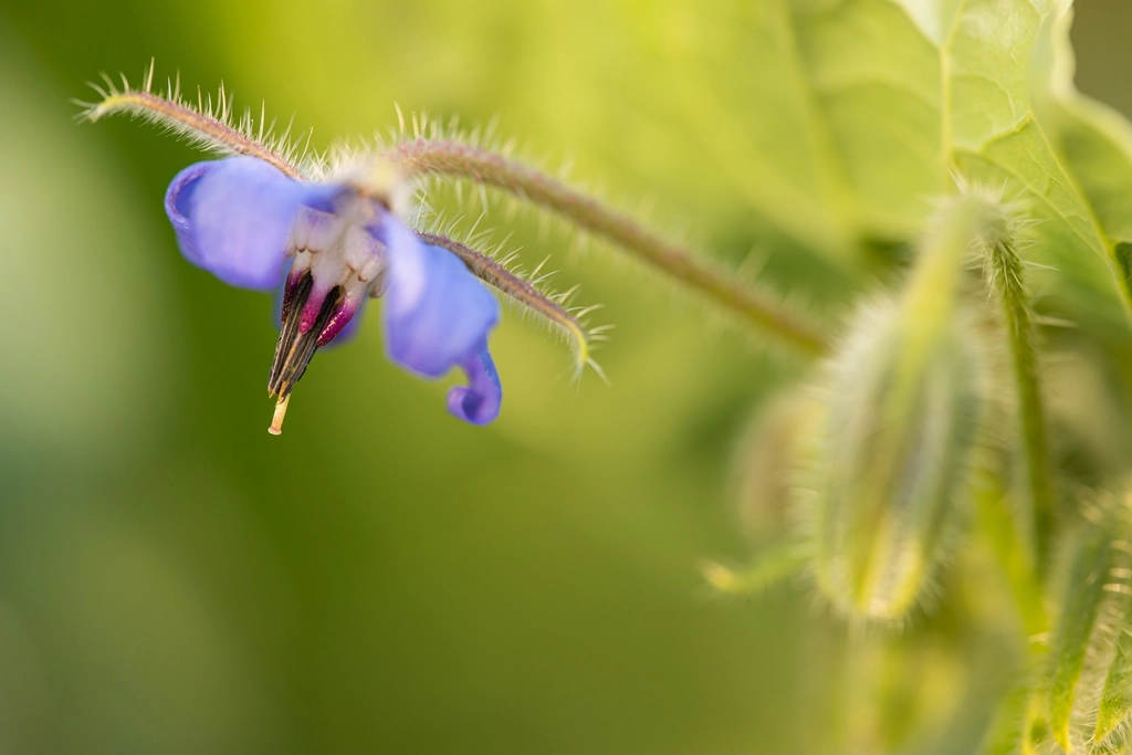Blue borage flower and softly focused green stems in a garden