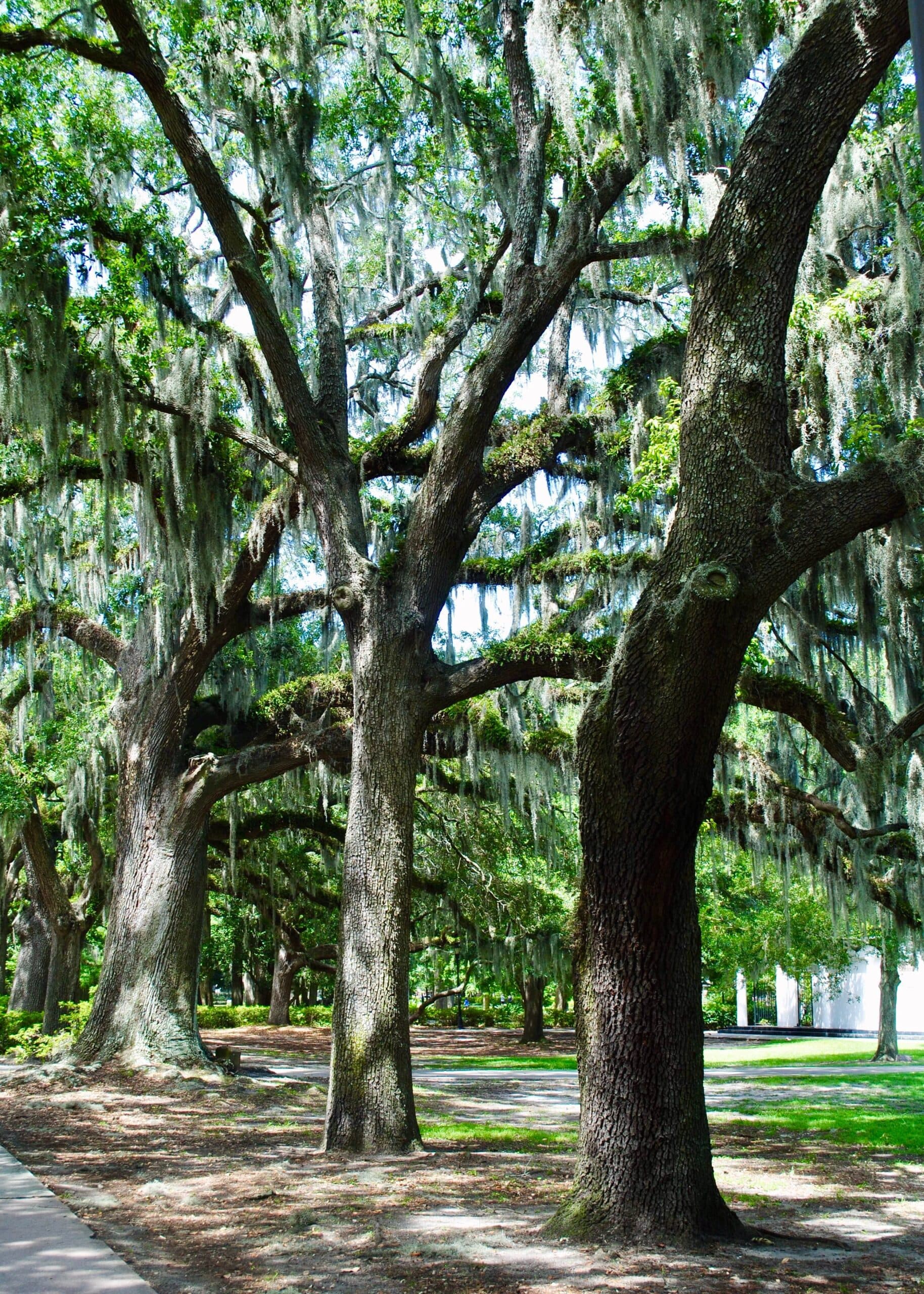 Downtown Savannah Image
