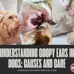 Understanding Goopy Ears in Dogs - Causes and Care