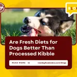 Are Fresh Diets for Dogs Better Than Processed Kibble