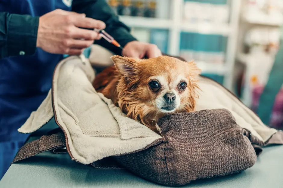 When Laws Don't Make Sense for Pets