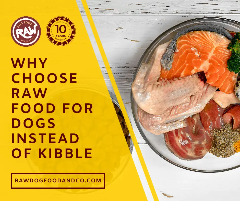Why Choose Raw Food for Dogs Instead of Kibble