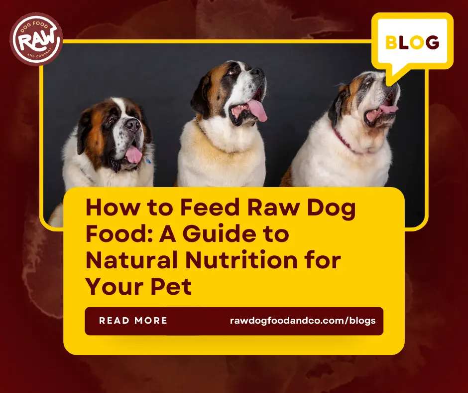 How to Feed Raw Dog Food- A Guide to Natural Nutrition for Your Pet