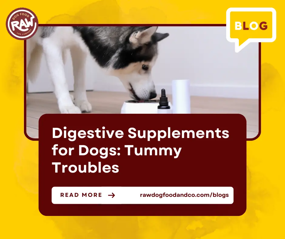 Digestive Supplements for Dogs Tummy Troubles